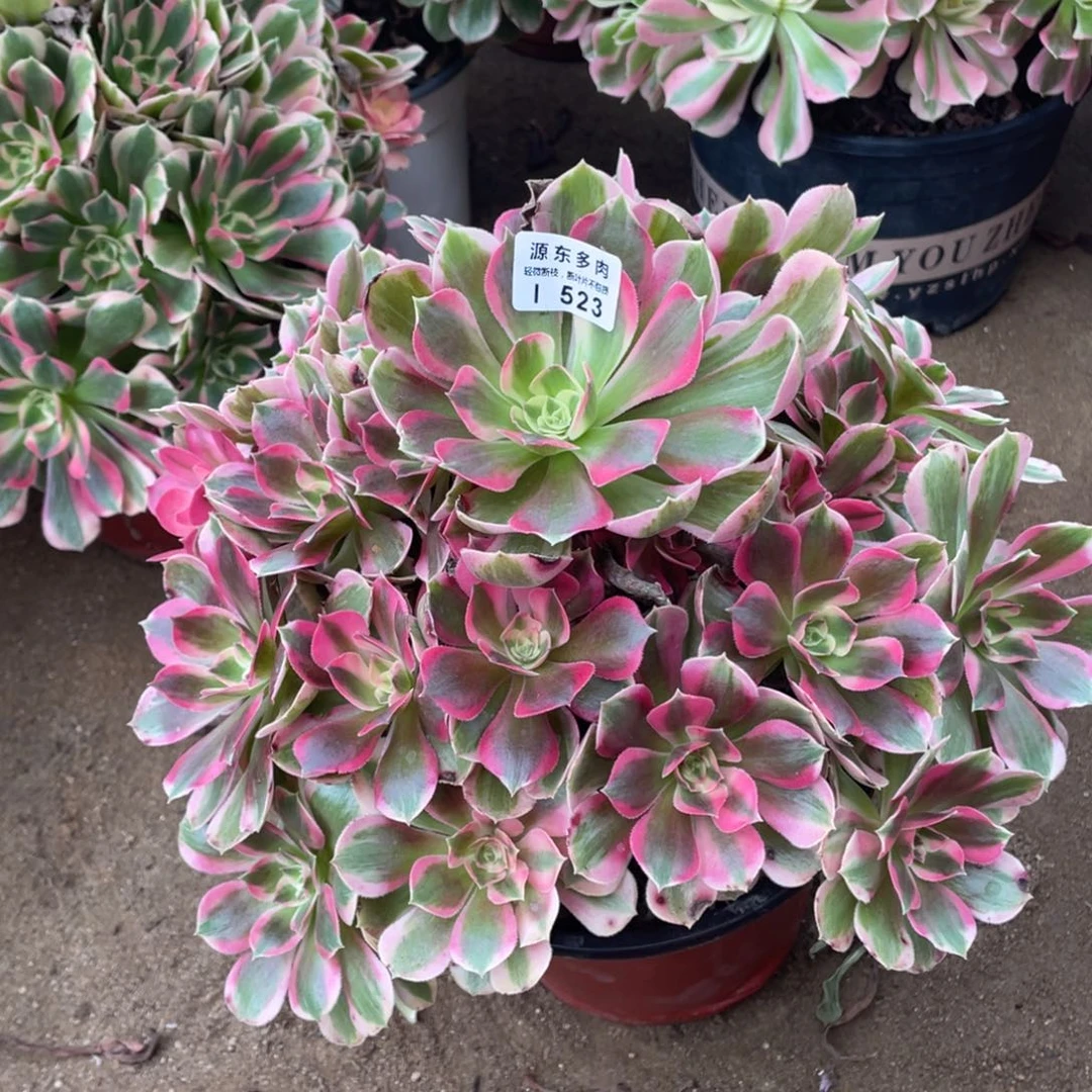 523七彩石多肉法师断枝不包