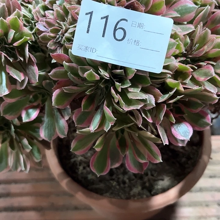 女神缀化一颗包邮