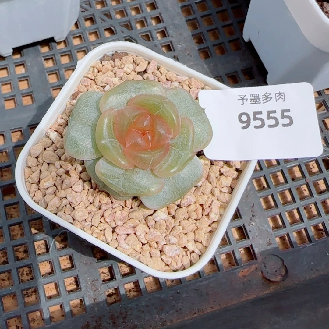 宫花，9555多肉植物