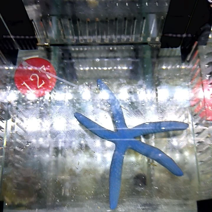 蓝海星119-127海水
