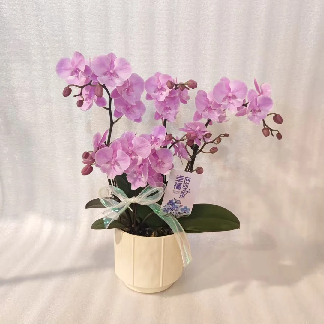 【禹城王子】粉紫色系大舌头蝴蝶兰室内种植观赏送礼带花发货