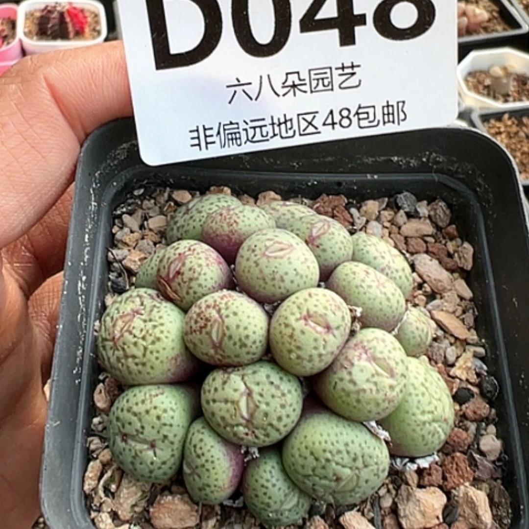 【闪购商品】20头麻脸小嘴