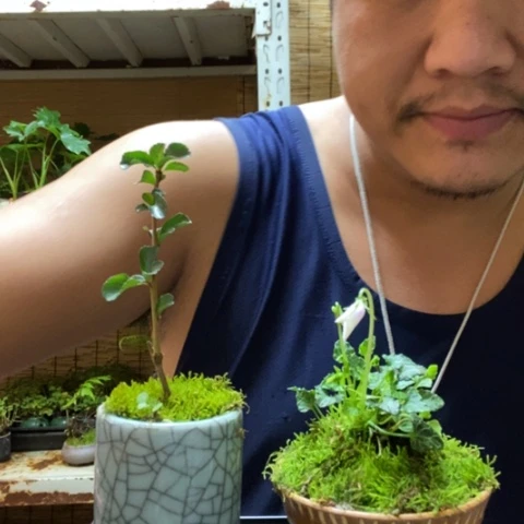 红陶一物一拍所见即所得249