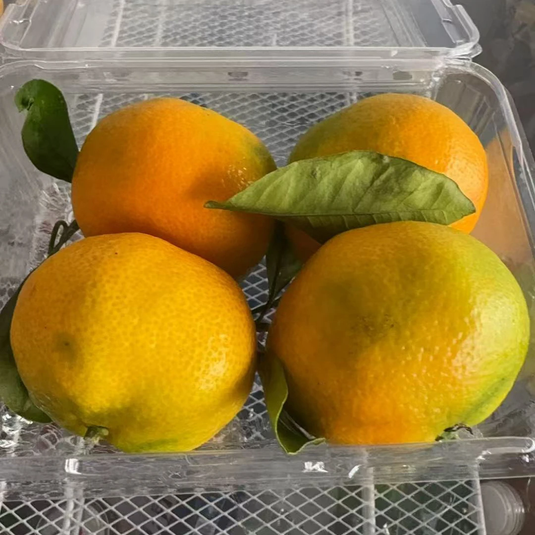 云南高山蜜橘（1斤大果）浙江省