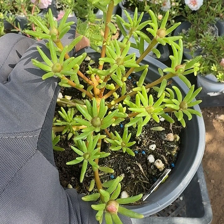 量拍中号草莓甜心超小苗花色会变盆口11cm