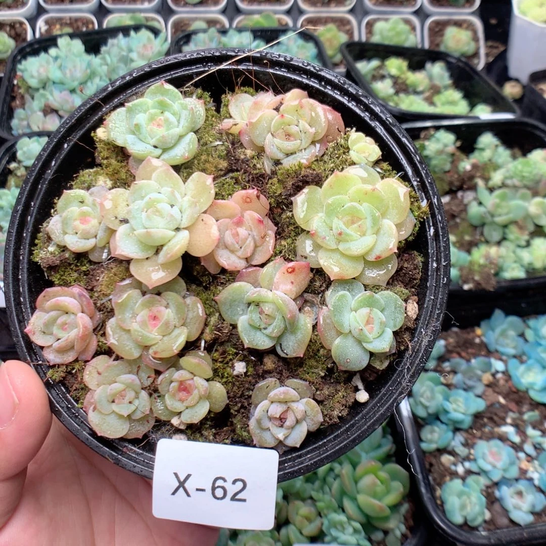 无花朵X62英语英语