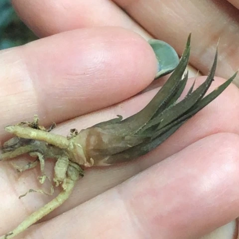 艳*稀有原始种哈哈哈哈哈