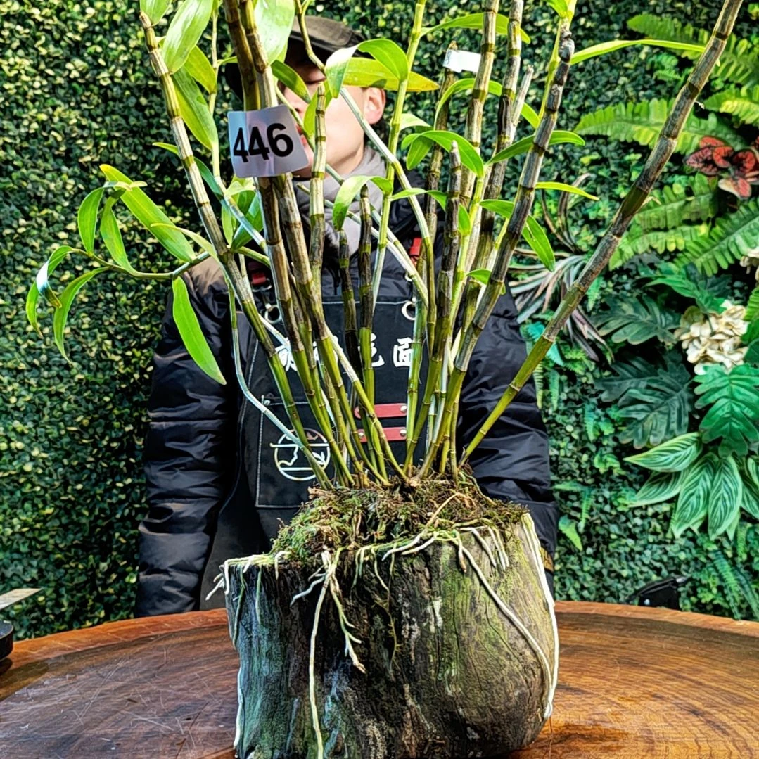 【闪购商品】446黄橙花花