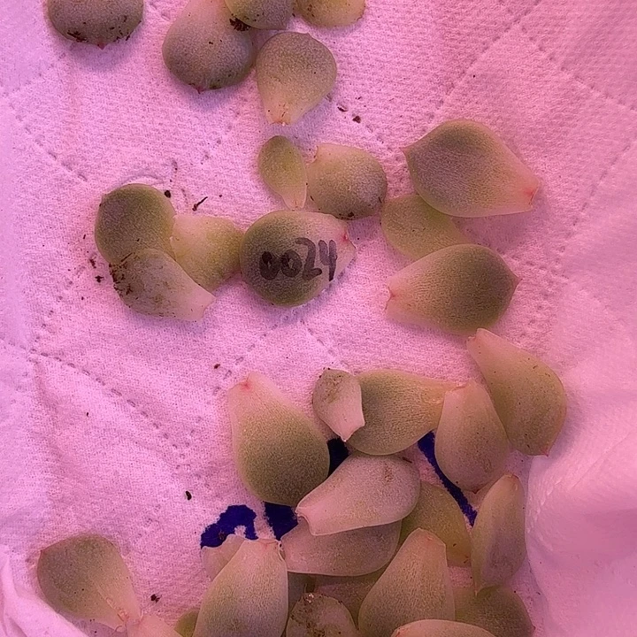 0024叶片10片一组