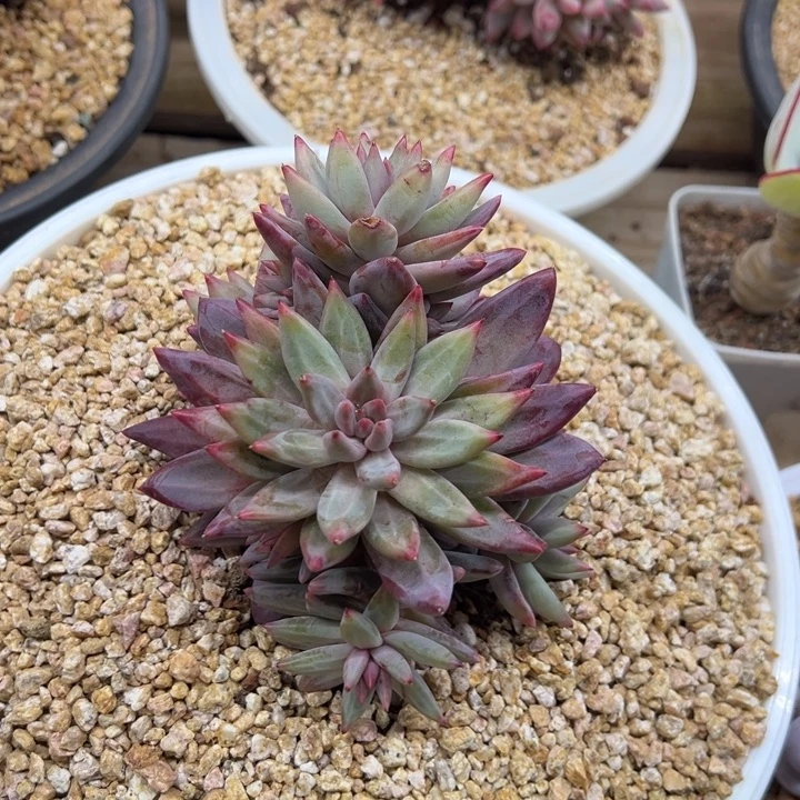 虞美人 老桩 夏鸣园艺