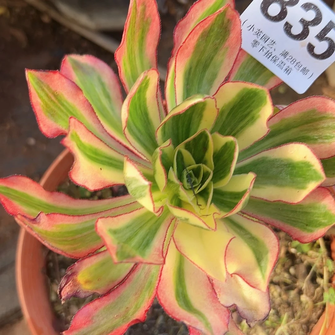 多肉植物多肉植物835