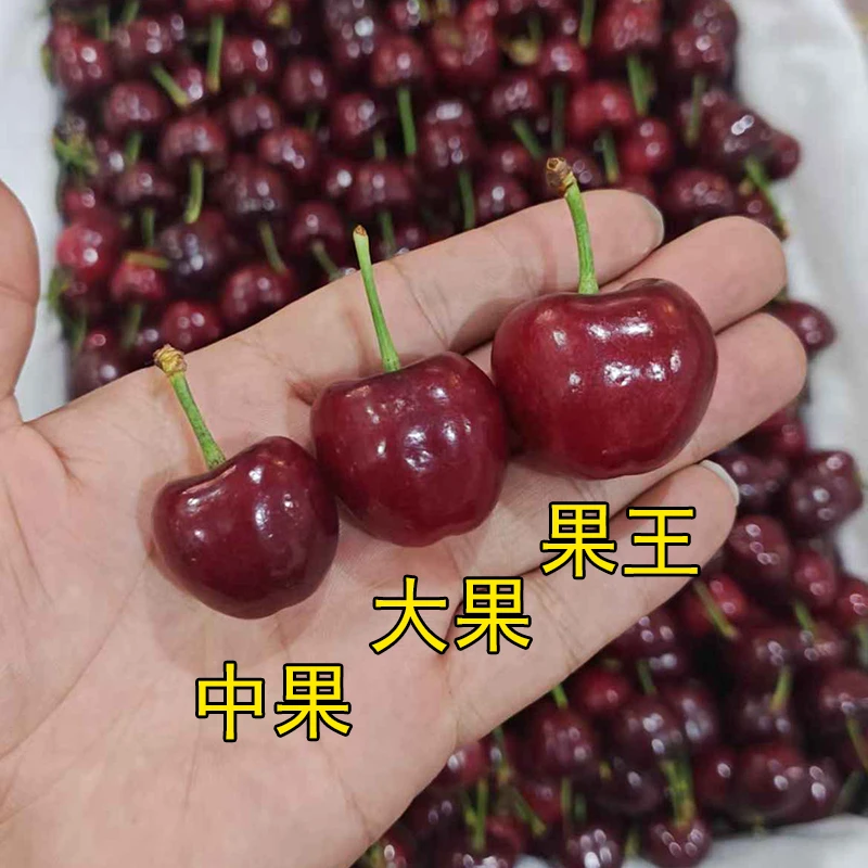 【大果美早】绛县史村樱桃10克起现摘现发果园直采起坏果包赔3-5斤