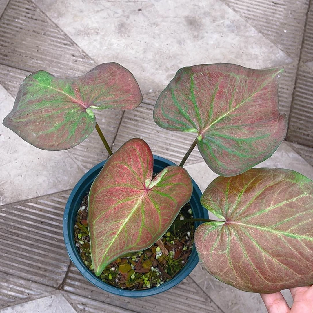 完全开放泰彩一物一拍1481