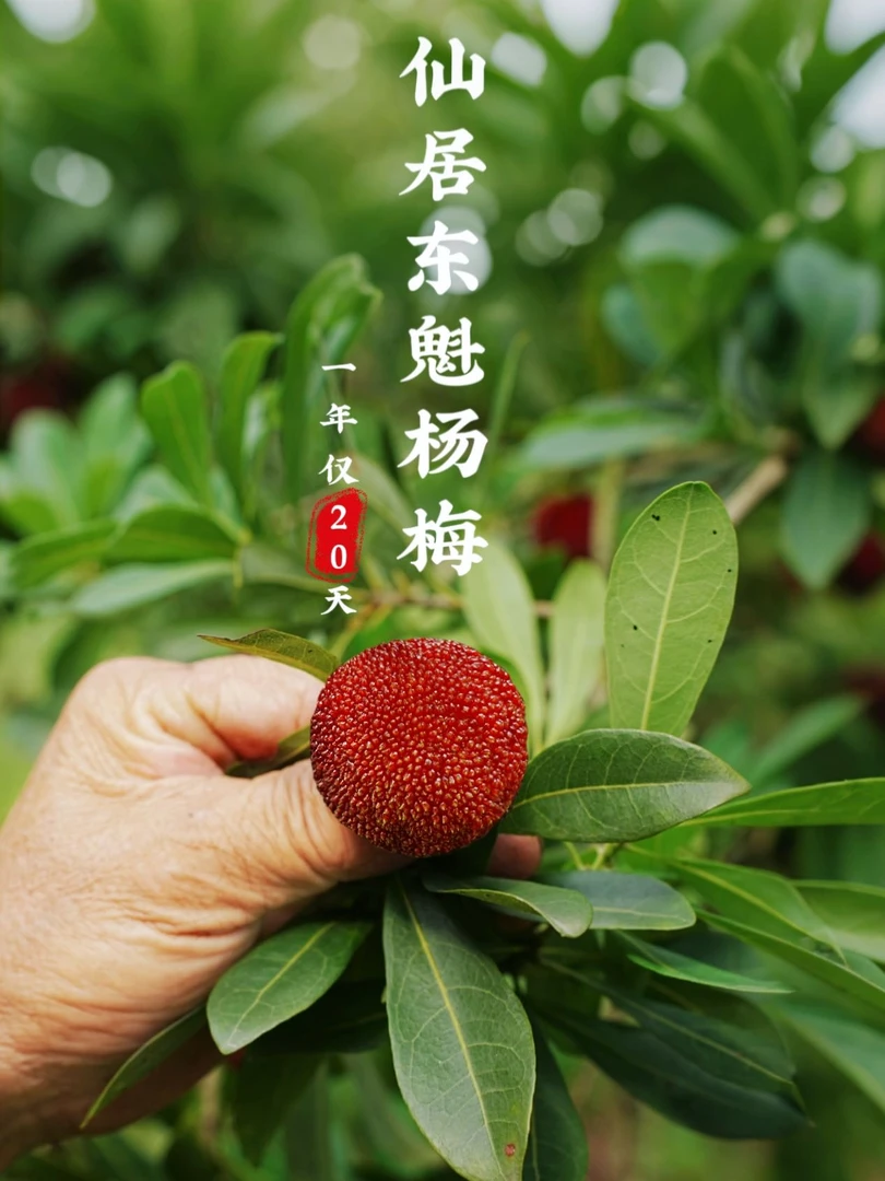 【仙居东魁7A】90颗装整箱新鲜现摘仙居东魁杨梅颗粒包装冷链空运