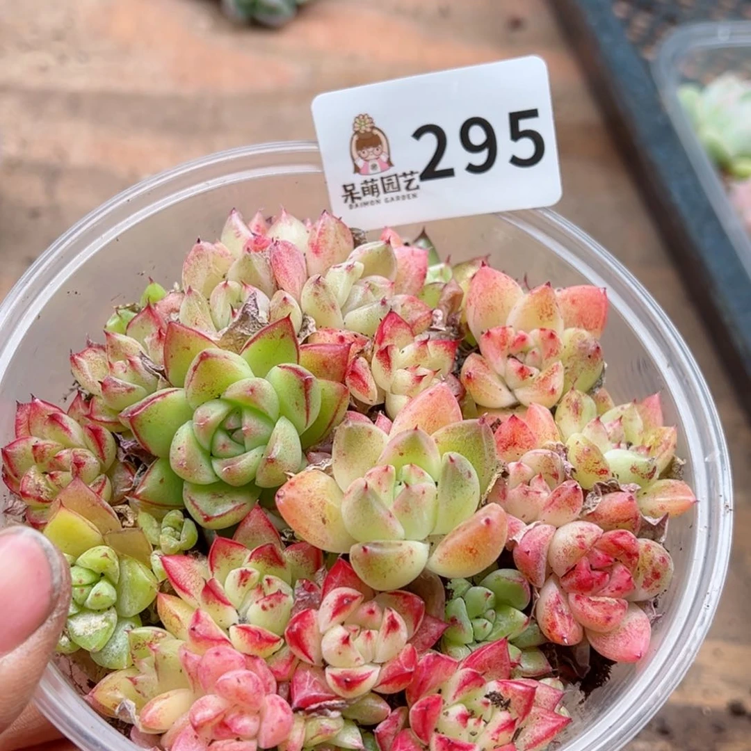 多肉植物多肉植物