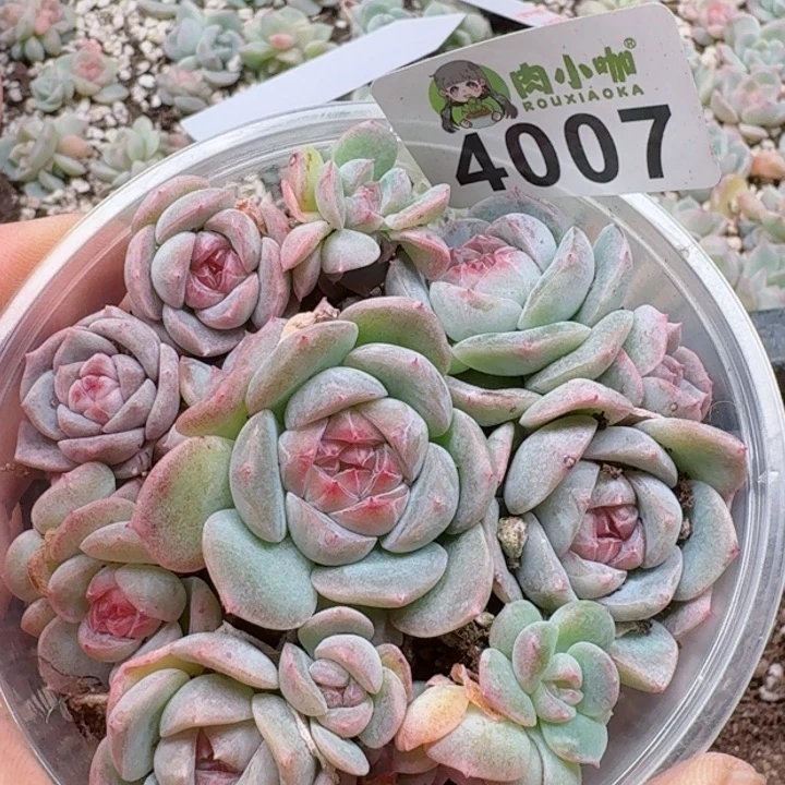 多肉植物多肉植物