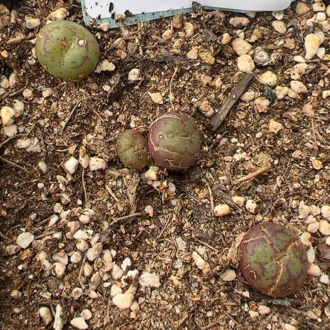 19-99猴脸多肉植物