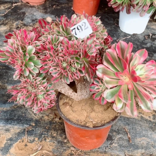 多肉植物缀792不包