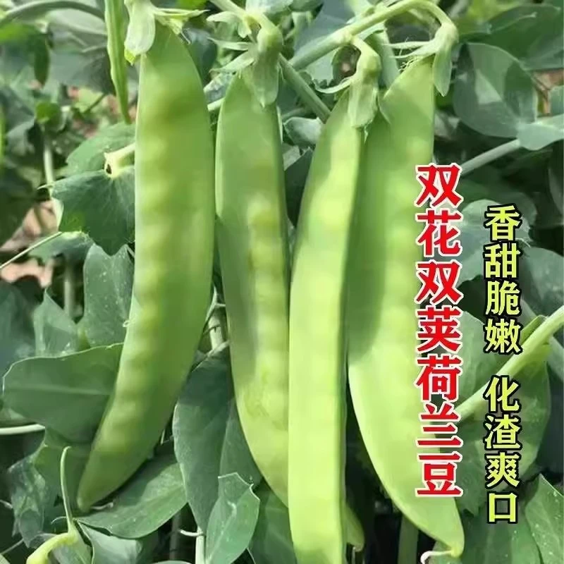 双花双夹甜脆荷兰豆种子菜豌豆高产耐寒农家大荚秋冬季豆角菜种子