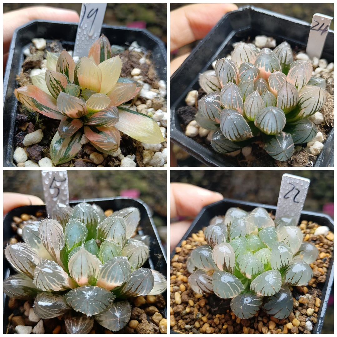 20号玉露锦十二卷多肉植物一物一拍带盆带土发货25年1月16号