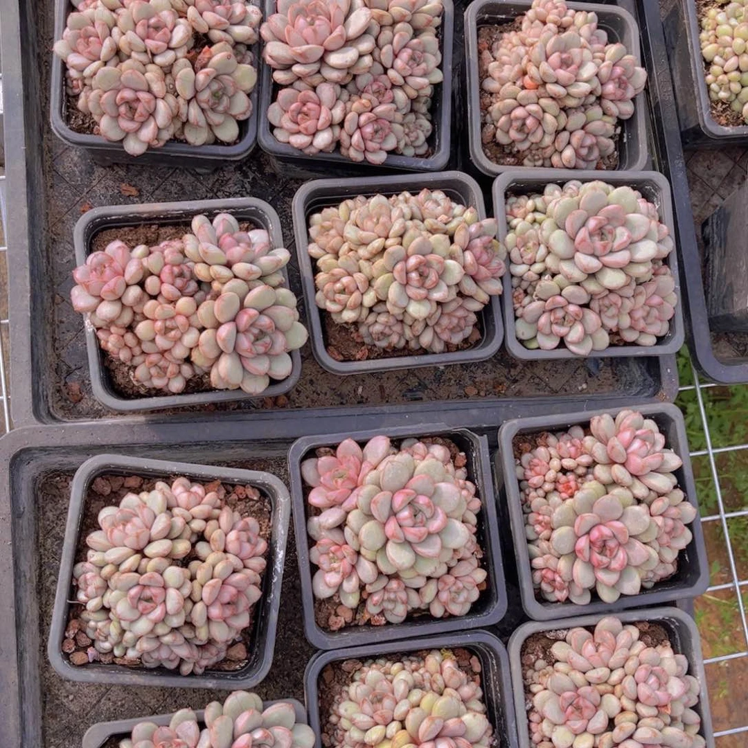 葡萄一颗带盆发量拍