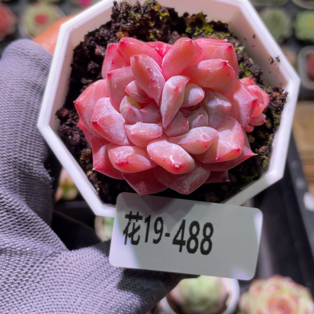 花利美19-488粉钻