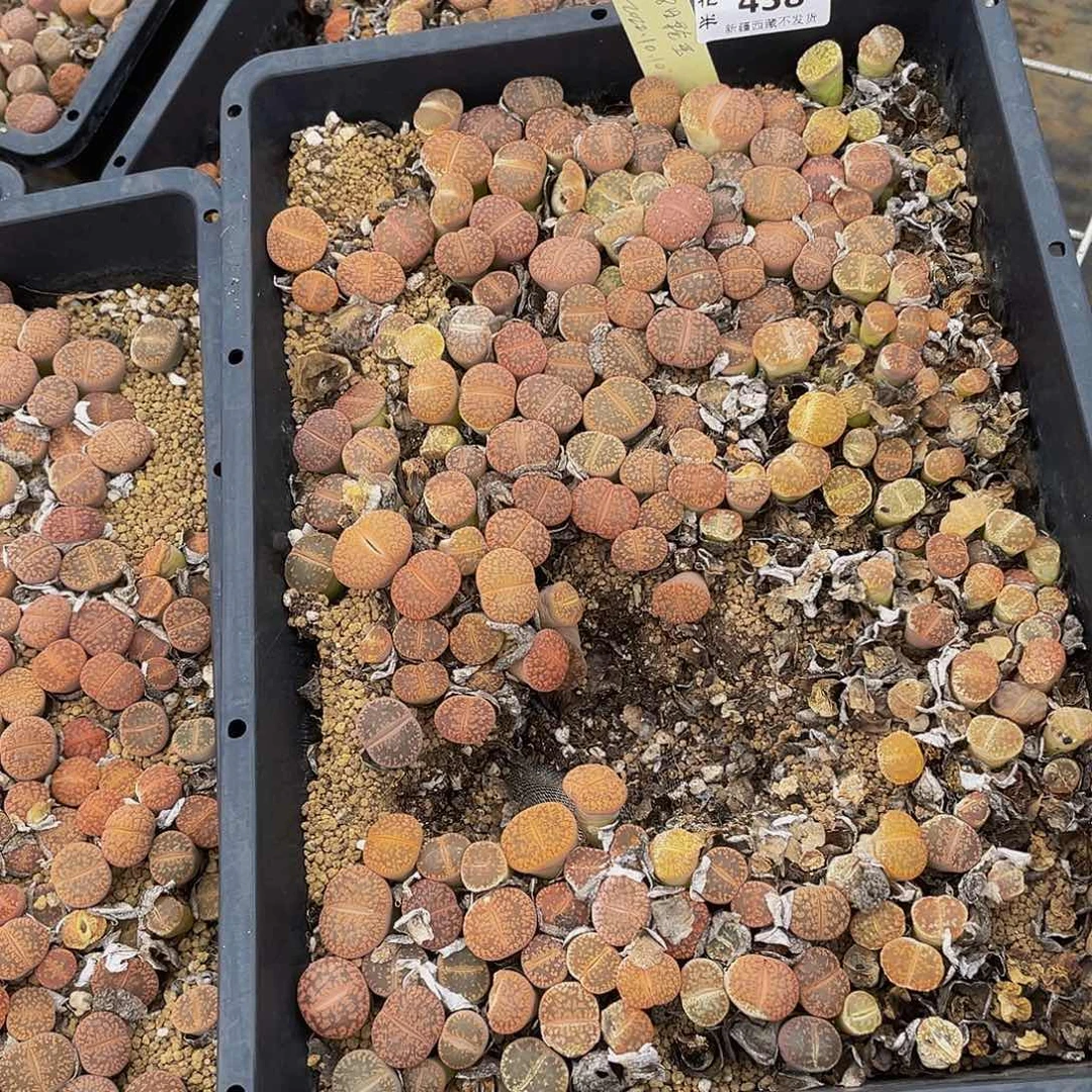 4380000000花花花怪他