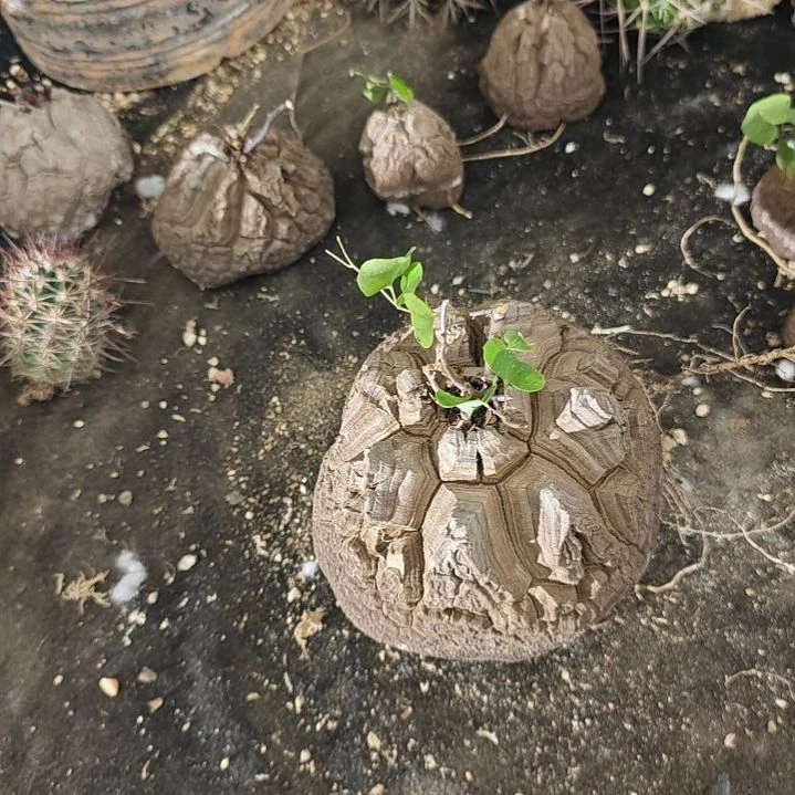 实生仙人球实生仙人球