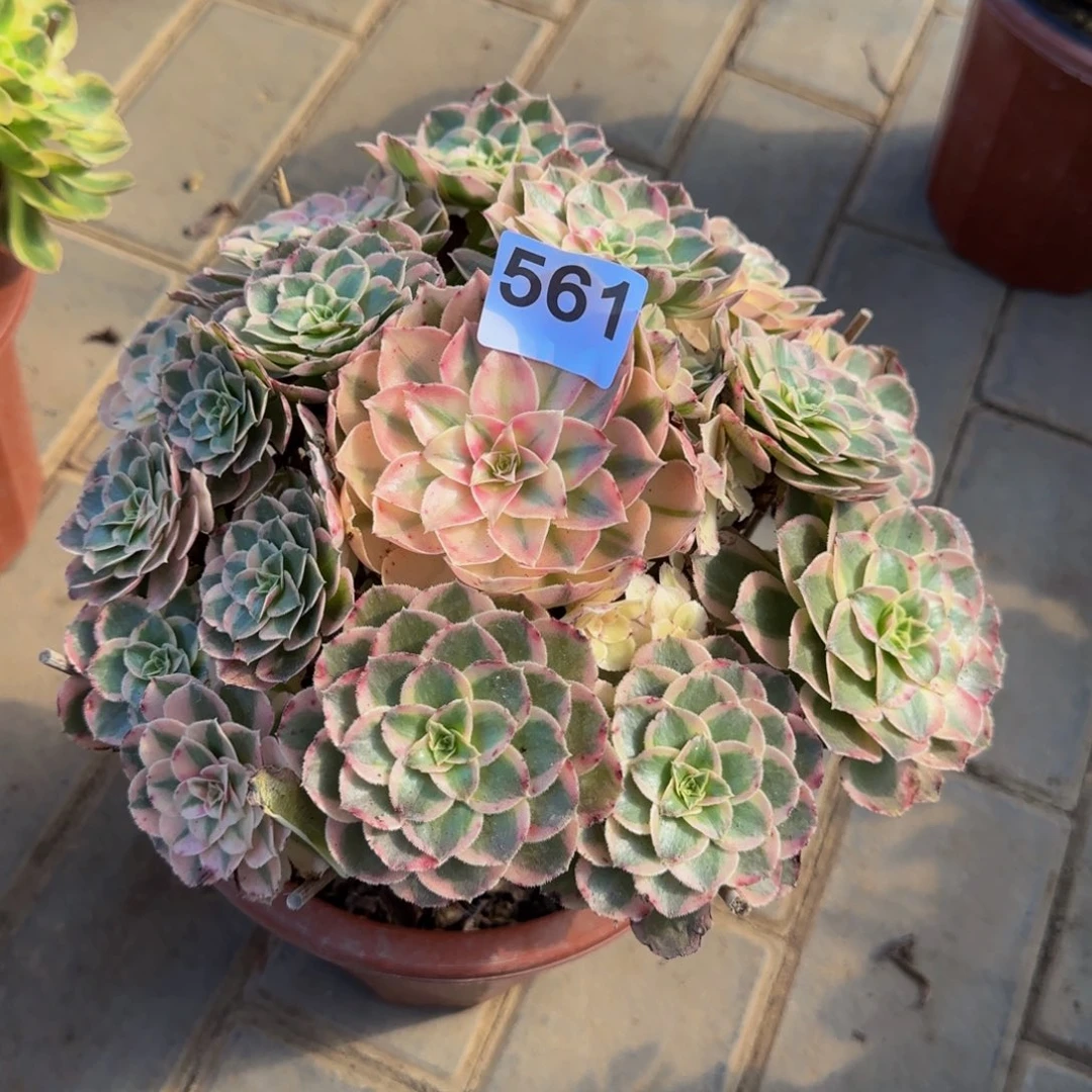 蝴***兰西施561