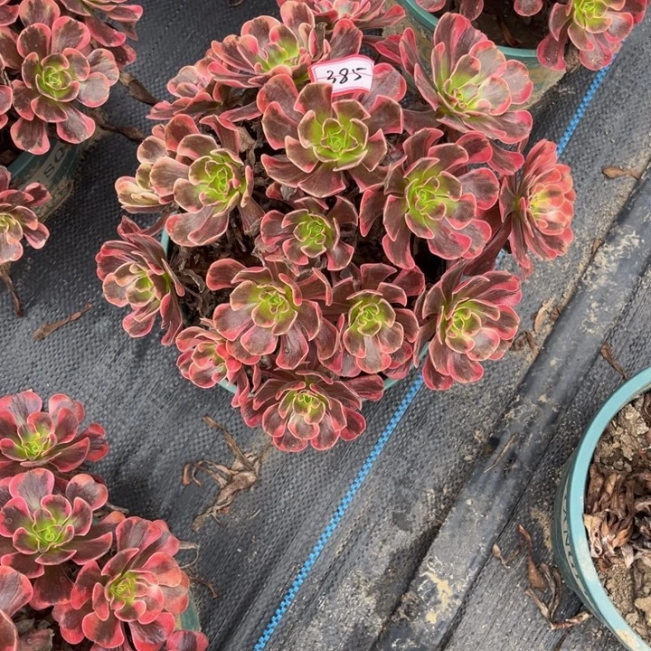 385爱神多肉植物法师