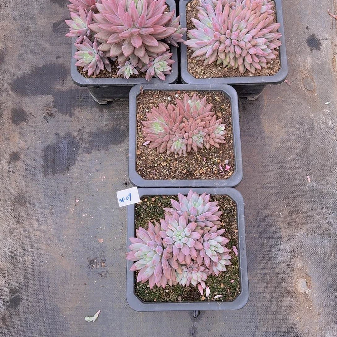 来***张6颗红蜻蜓个体多肉