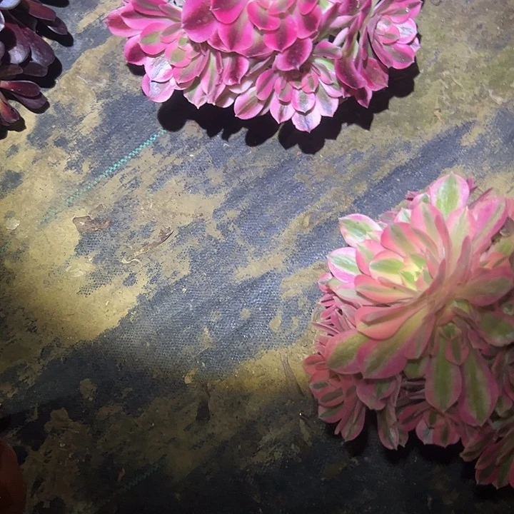 法师链接不售后137