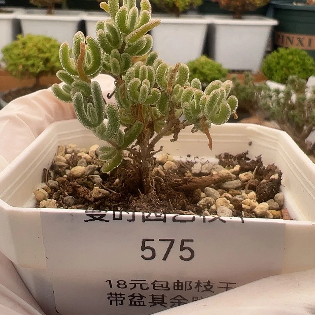 p*p575号白闪光12.16多肉