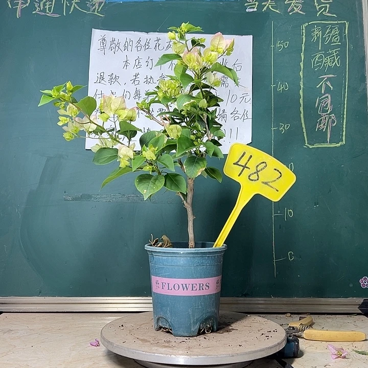 当前无花栽培后可以开花 绿樱  482