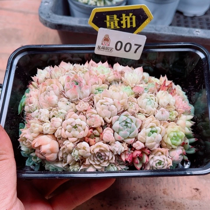 多肉植物多肉植物