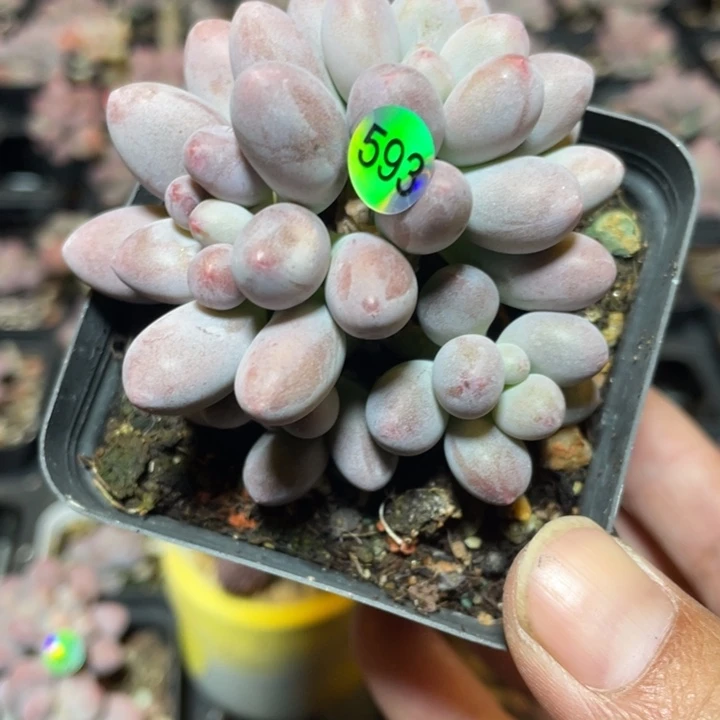 桃花奶酪多肉植物