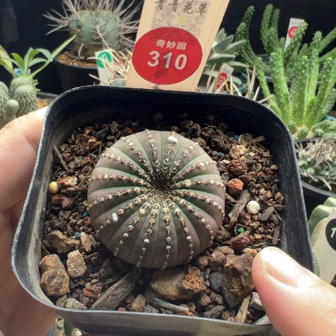 实生大型紫皮士童3.8cm