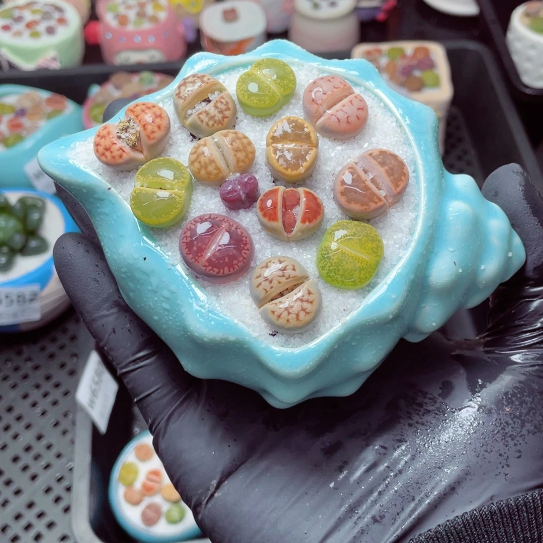 w6583--带盆土发货，零下地区拍保温箱