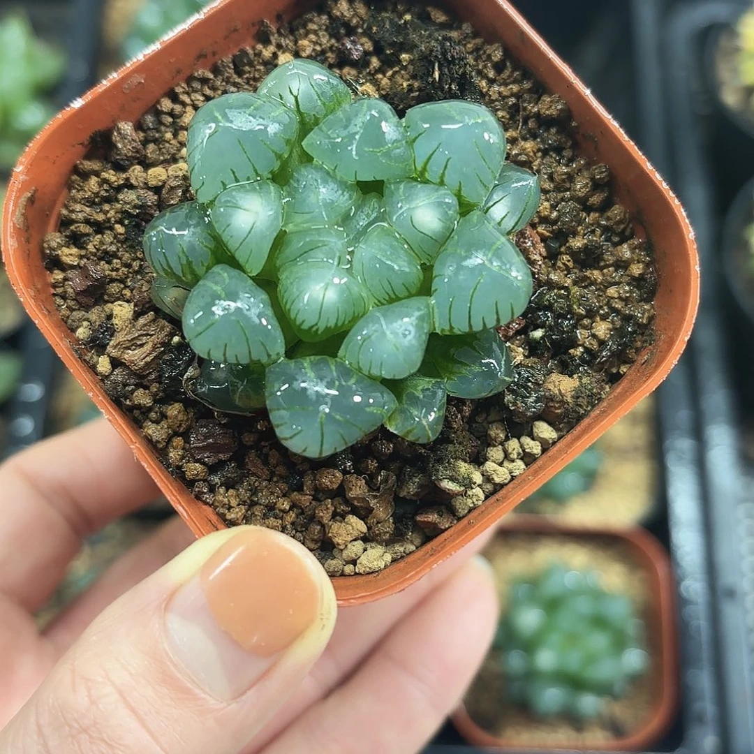 翠冰玉露多肉植物