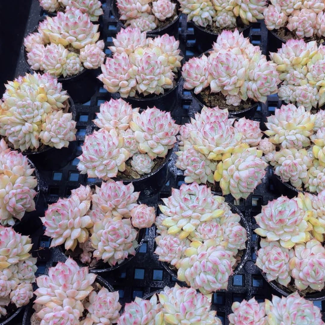 量拍41号 奶油精品全状态小乔多头群两个