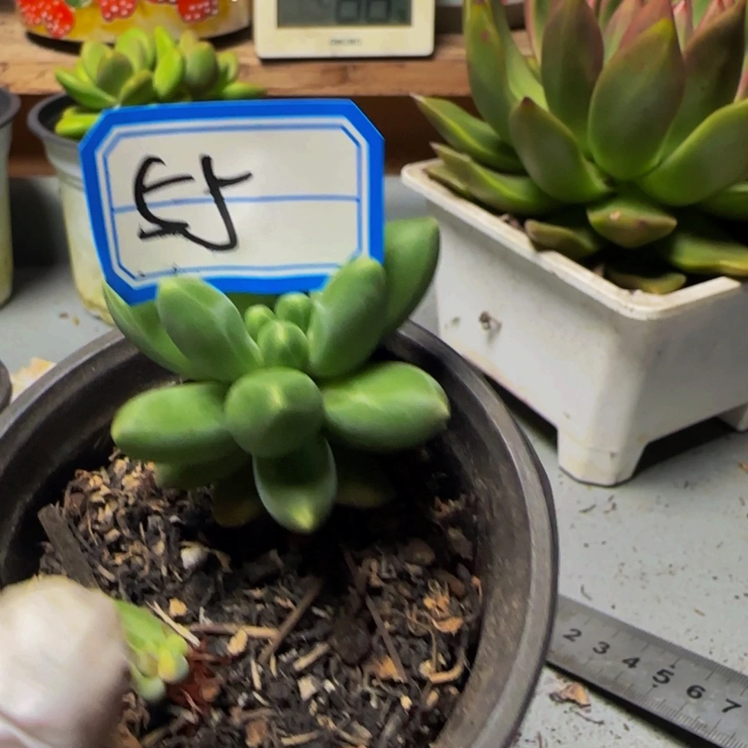 0915055千代田锦少锦单头