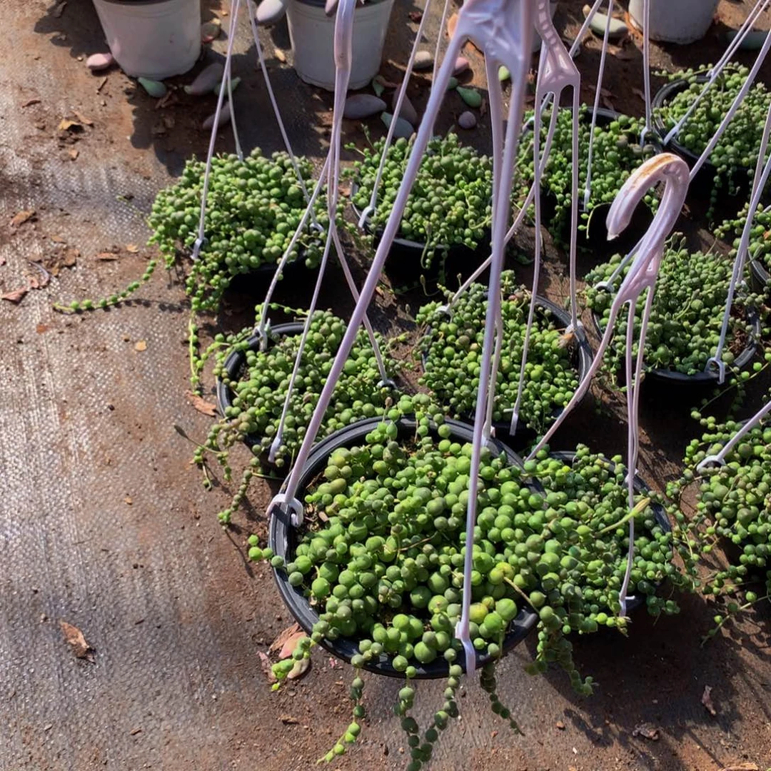 佛珠6.99带盆土发货