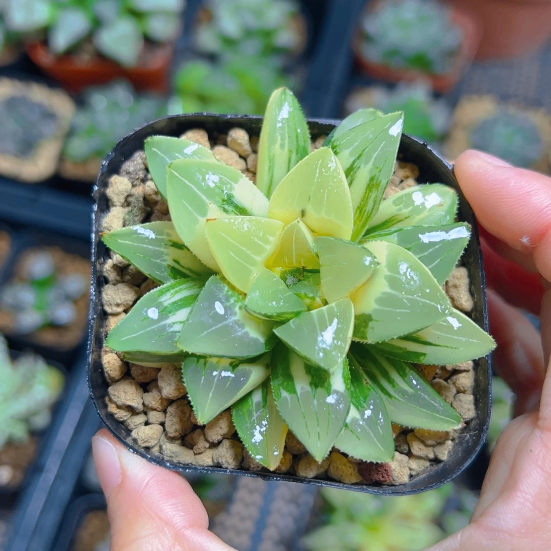 雪***墨单头姬寿锦多肉多肉