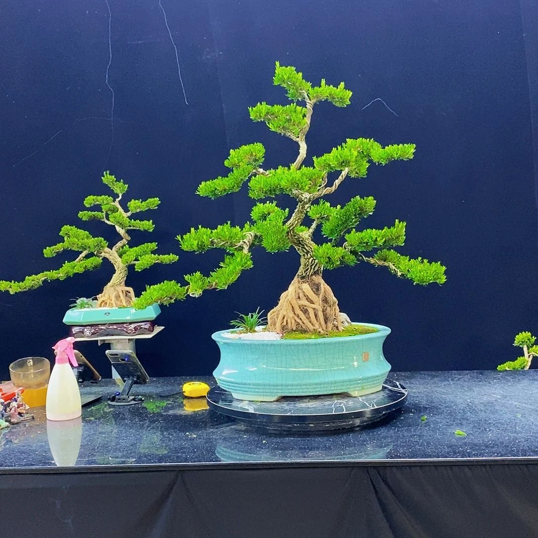 无花朵黄杨盆景造型