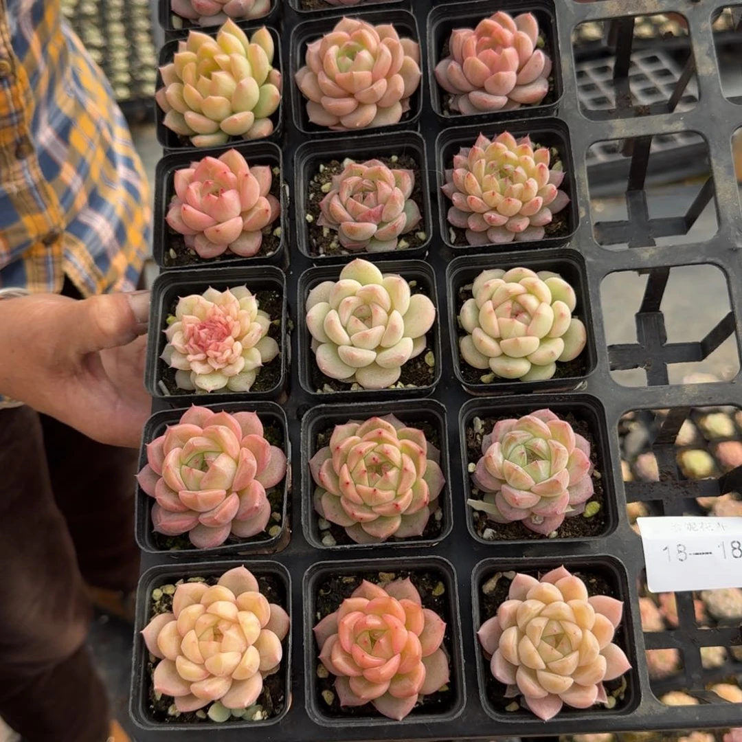 V*多肉杂交一物一拍18-18