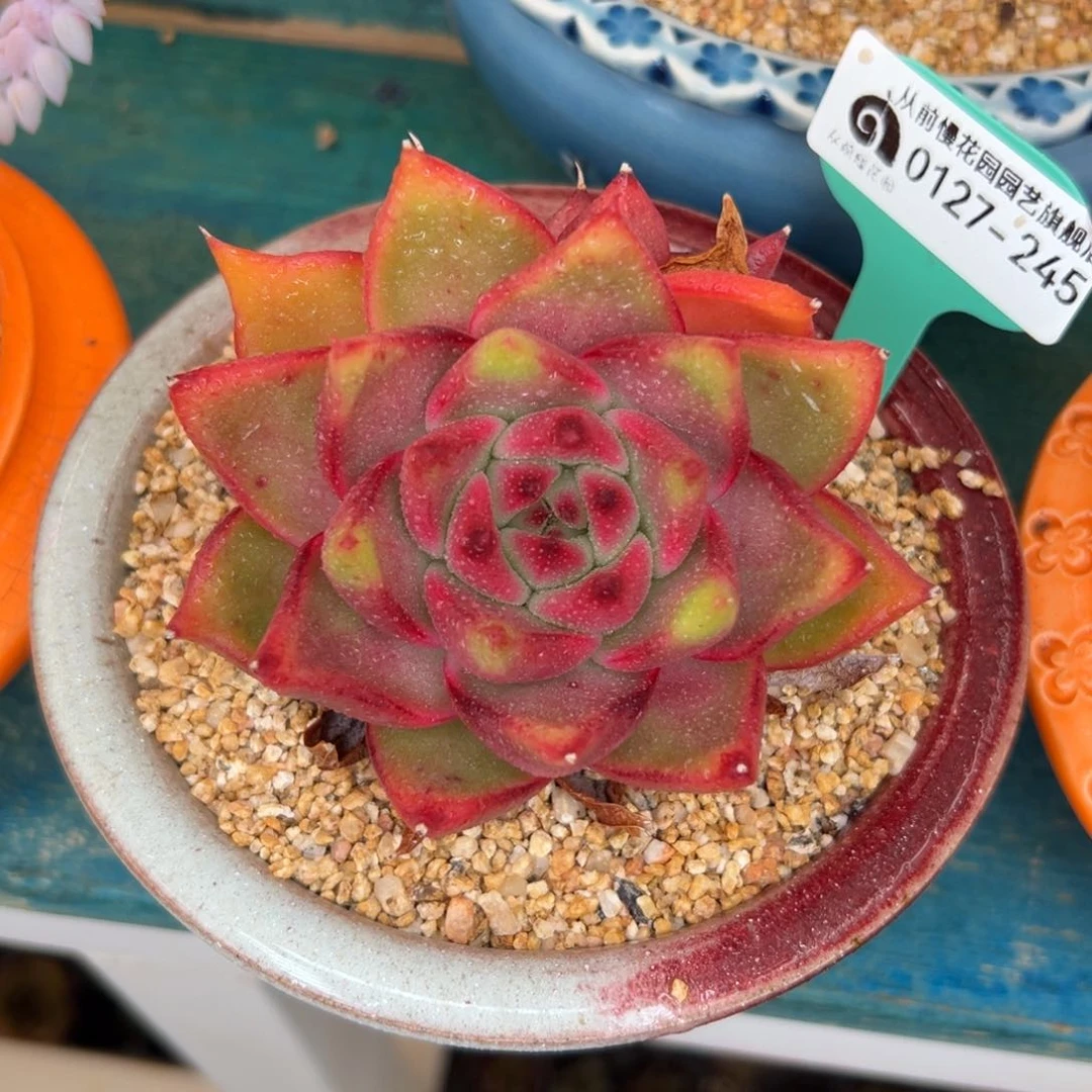 多肉一物一拍0127-245