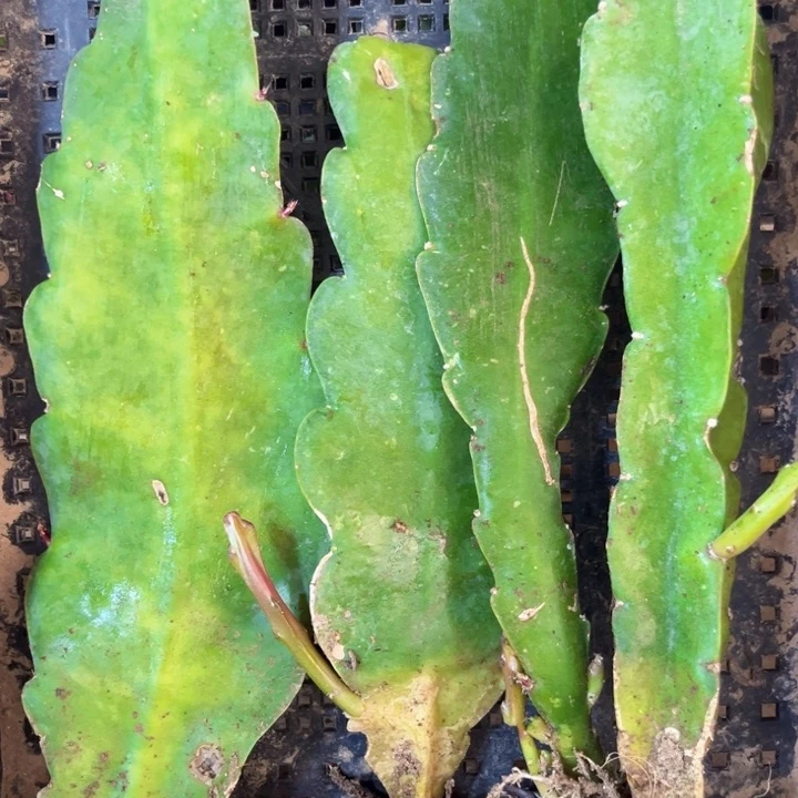 当前无花栽培后可以开花13