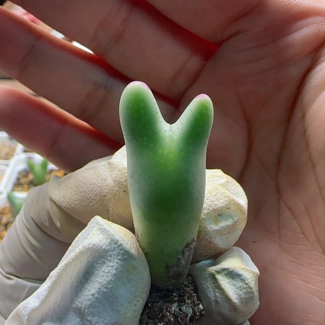 2-16-102上新超美大肚子皮卡丘多肉