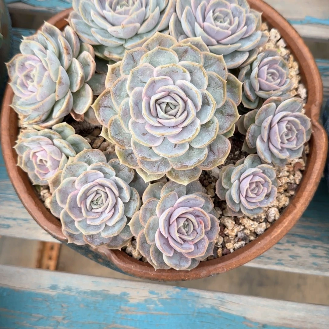 多肉植物多肉植物