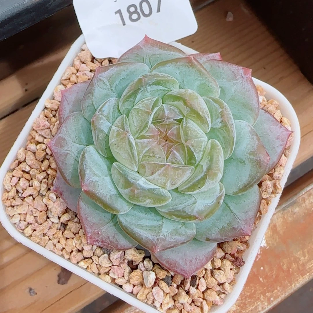 薰衣草，1807多肉植物